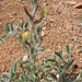 Astragalus turczaninowii - Photo (c) vladimir_epiktetov, some rights reserved (CC BY-NC), uploaded by vladimir_epiktetov