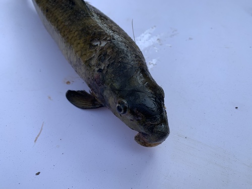 Tugela labeo (Labeo rubromaculatus) — Cyprinidae — 4