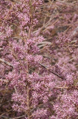 Tamarix laxa