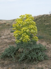 Ferula assa-foetida