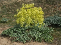 Ferula assa-foetida
