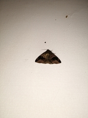 Bastilla joviana