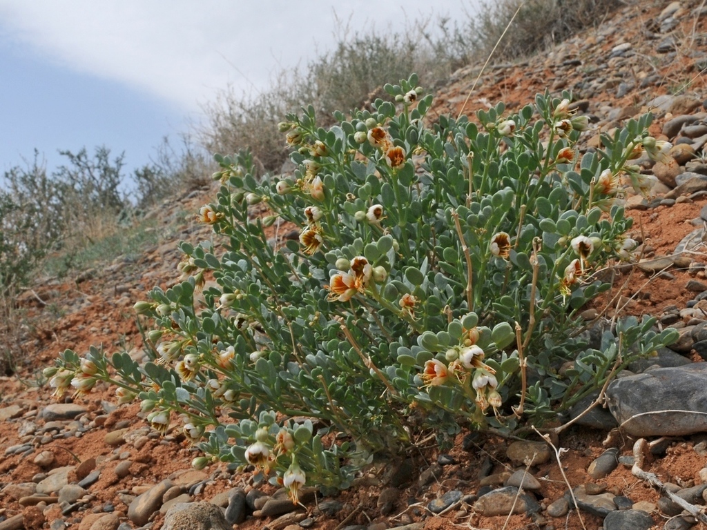 Zygophyllum taldykurganicum