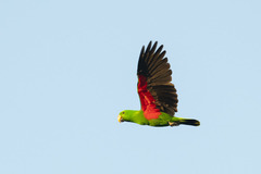 Eclectus roratus