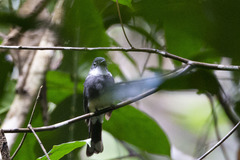 Rhipidura rufiventris