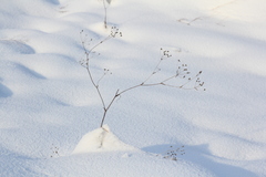 Bupleurum multinerve