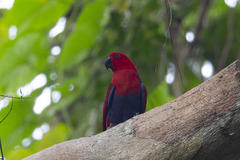 Eclectus roratus