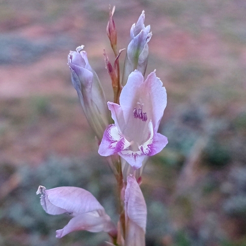 Winter Pypie (Gladiolus wilsonii)