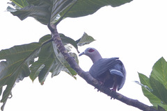 Ducula pinon