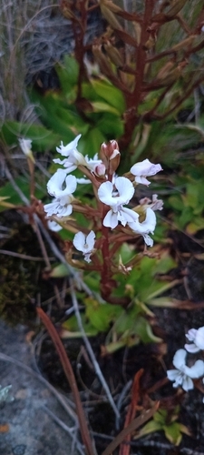 Disa sagittalis, photograph 6