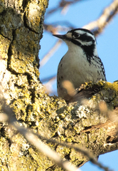 Dryobates nuttallii