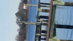 Pelecanus occidentalis