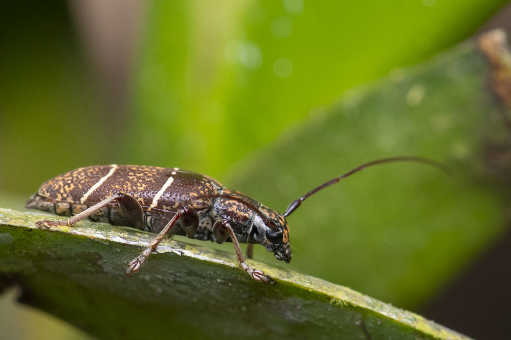 Tmesisternus oblongus