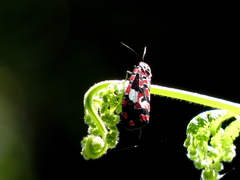 Utetheisa elata