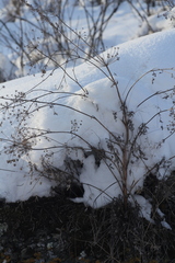 Kitagawia baicalensis