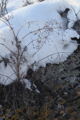 Kitagawia baicalensis