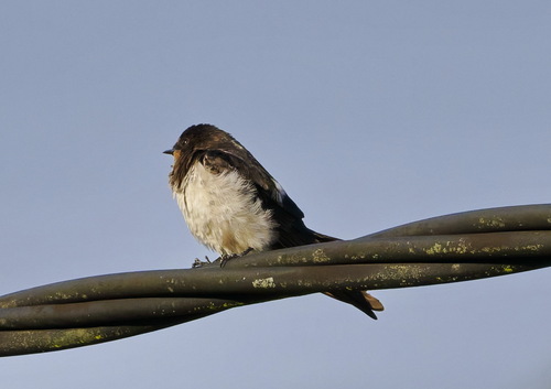Barn Swallow