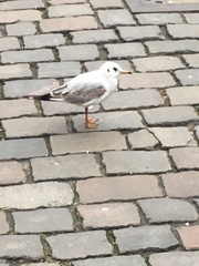 Chroicocephalus ridibundus