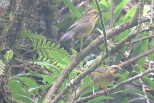 Yellow-striped Brushfinch (Atlapetes citrinellus), photo 8