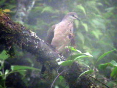 Leptotila megalura