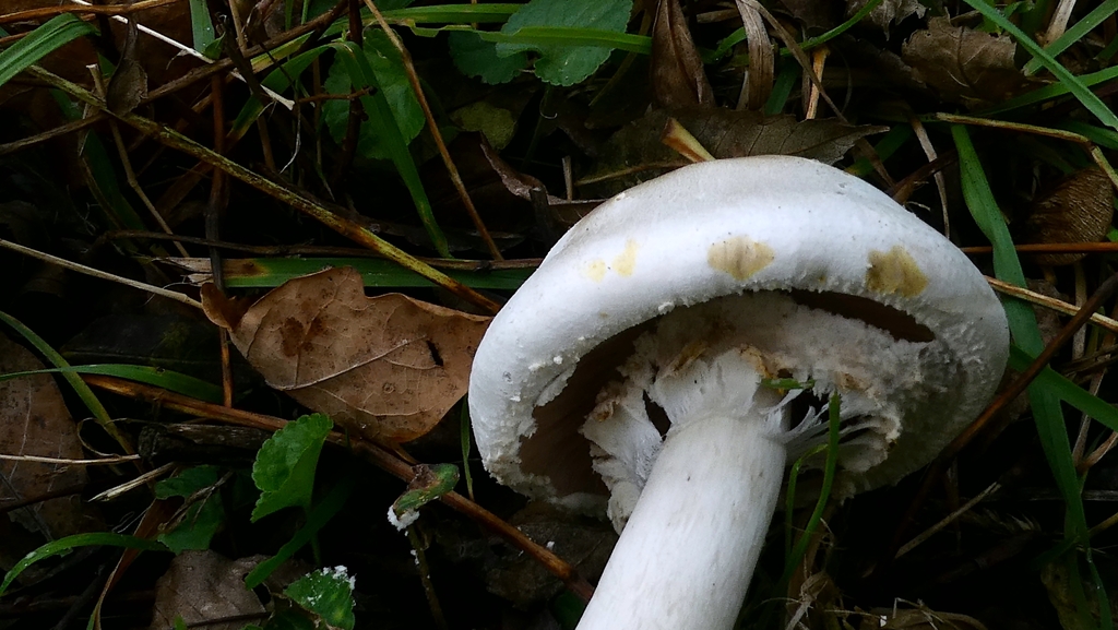 Agaricus xanthodermus · November 2025 · photo: © patricklm35 (iNaturalist, cc0)
