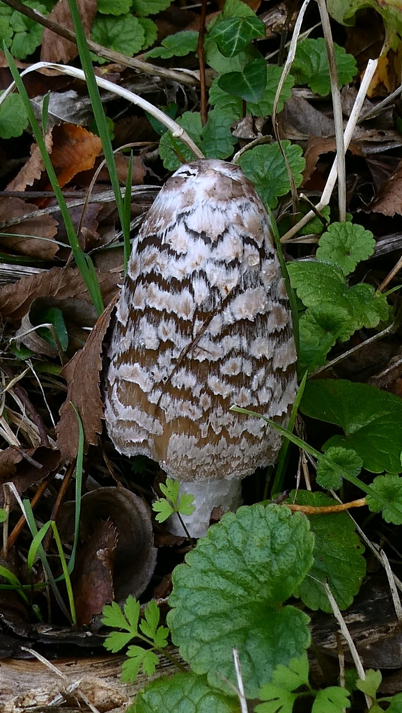 Coprinopsis picacea · November 2025 · photo: © patricklm35 (iNaturalist, cc0)