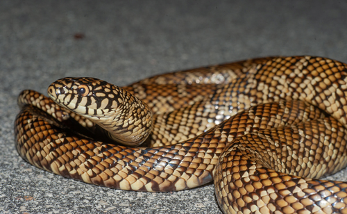 Eastern Kingsnake