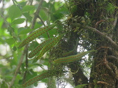 Microgramma mortoniana