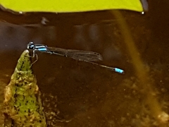 Acanthagrion