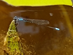 Acanthagrion