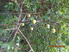 Commiphora leptophloeos