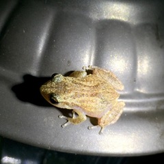 Eleutherodactylus cochranae