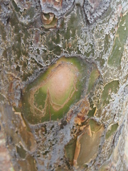 Commiphora leptophloeos