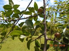 Commiphora leptophloeos