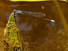 Acanthagrion