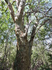 Commiphora leptophloeos