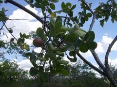 Commiphora leptophloeos