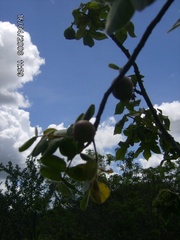 Commiphora leptophloeos