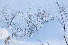 Kitagawia baicalensis