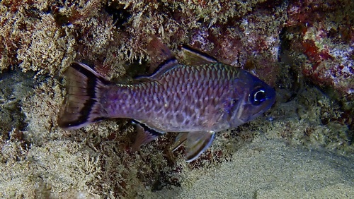 Pristiapogon taeniopterus observed 2025-11-16