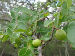 Commiphora leptophloeos