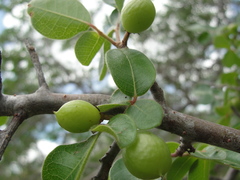 Commiphora leptophloeos