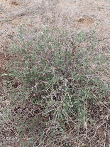 Echiochilon pauciflorum
