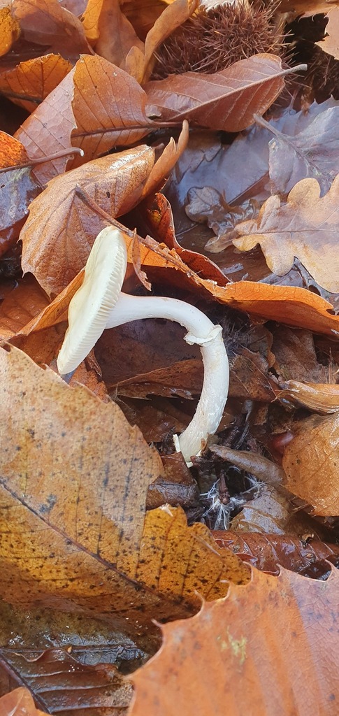 Amanita citrina · November 2025 · photo: © bmapp02 (iNaturalist, cc0)