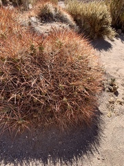 Maihueniopsis
