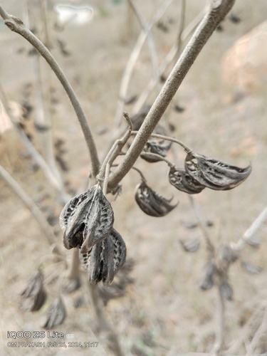 Cat's Claw
