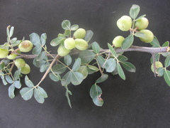 Commiphora leptophloeos