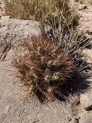 Maihueniopsis