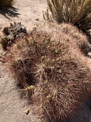 Maihueniopsis