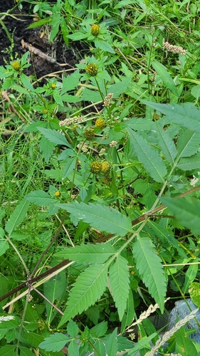Tall Beggarticks